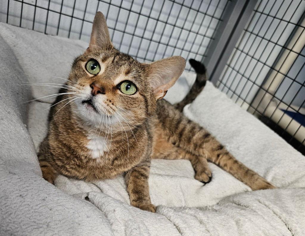 Pretzel, Adoptable, Adult Female Domestic Short Hair.