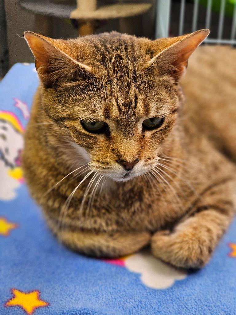Pretzel, Adoptable, Adult Female Domestic Short Hair.