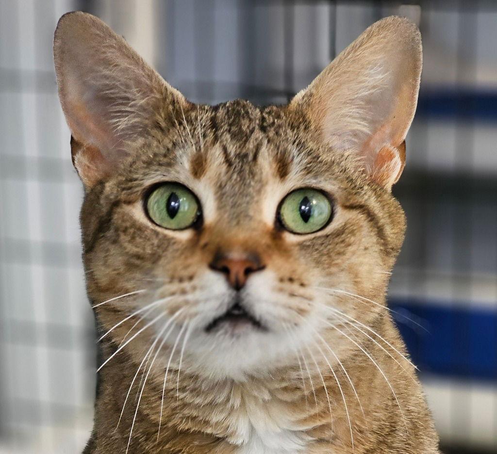 Pretzel, a Adoptable Domestic Short Hair in Lovingston, VA image 2/3