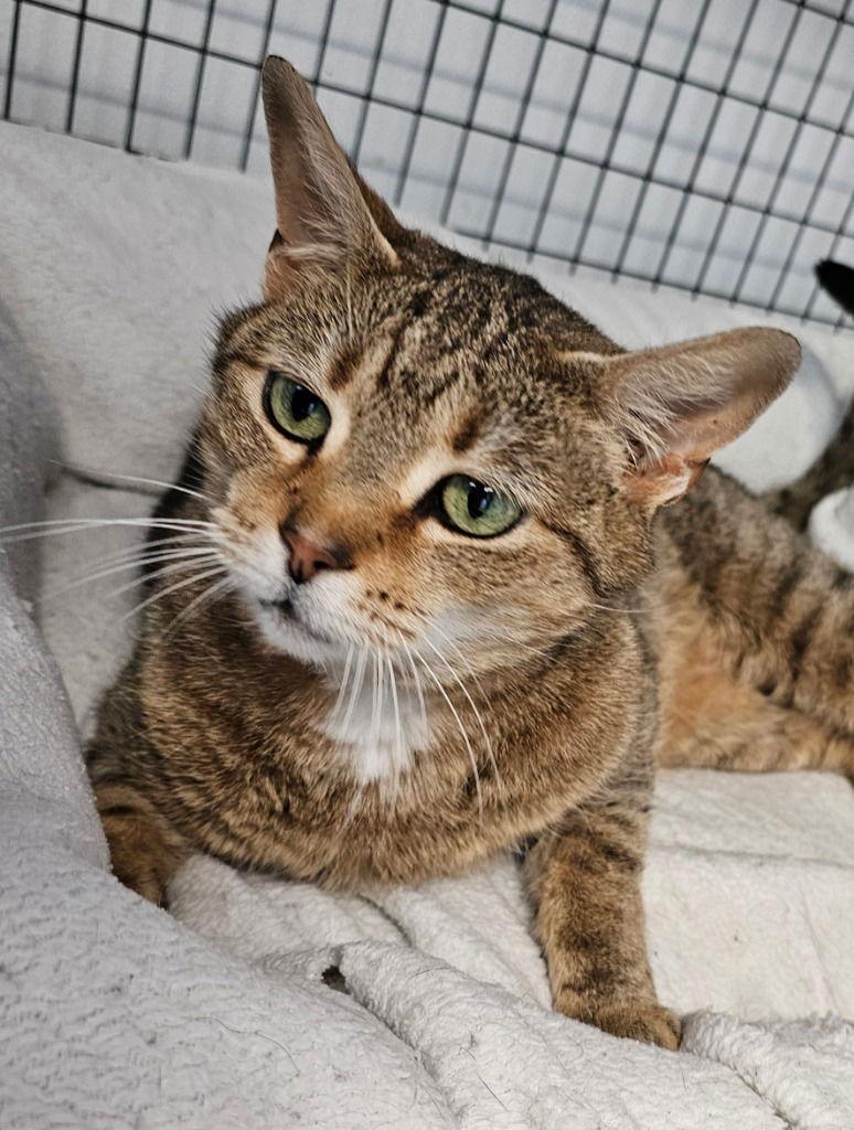 Pretzel, a Adoptable Domestic Short Hair in Lovingston, VA image 3/3