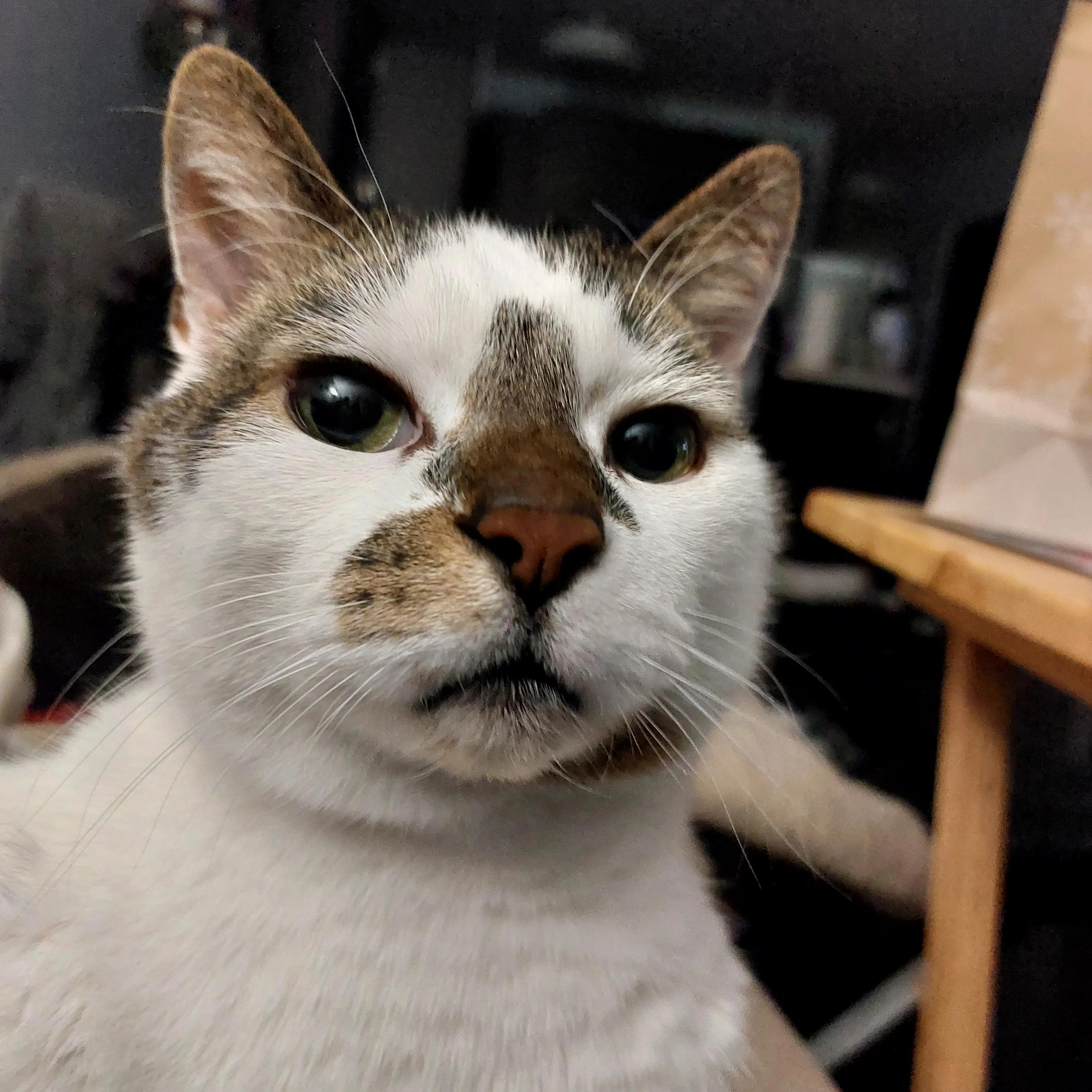 Teenie, Adoptable, Senior Male Domestic Short Hair.