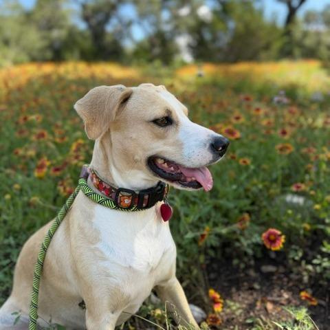 Cami, Adoptable, Adult Female Labrador Retriever & Mixed Breed.
