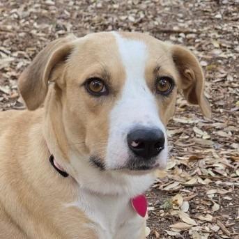 Cami, Adoptable, Adult Female Labrador Retriever.