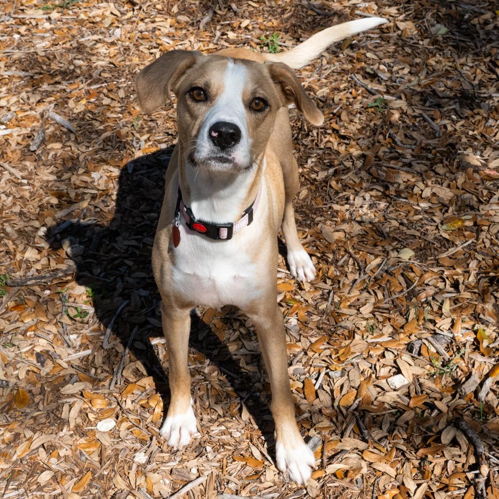 Enlarge Cami, a Adoptable mixed breed in Wimberley, TX image 2/6