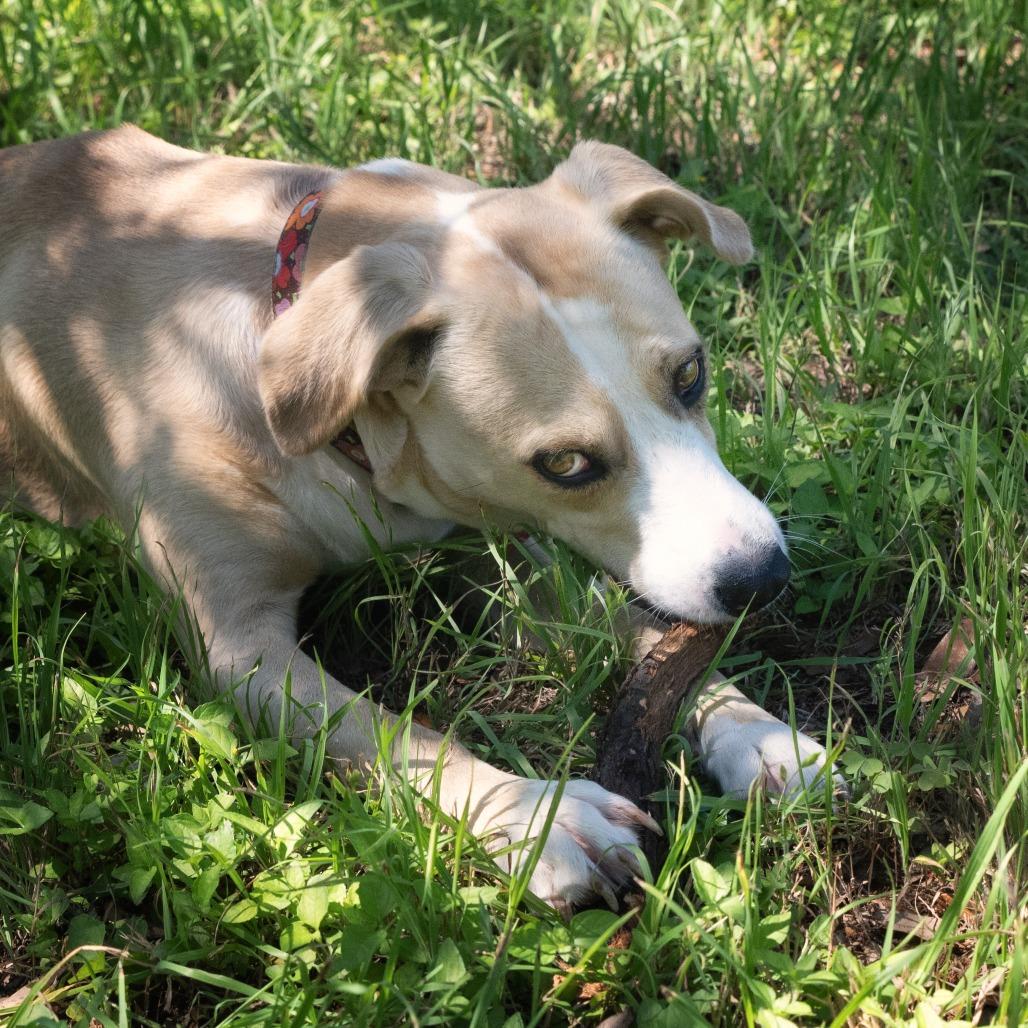 Cami, a Adoptable mixed breed in Wimberley, TX image 2/6