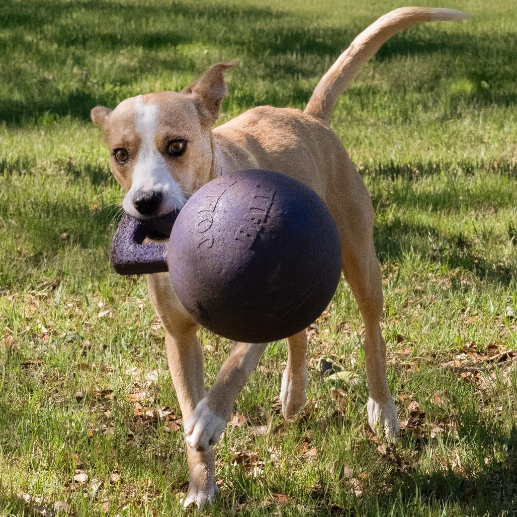 Cami, Adoptable, Adult Female Labrador Retriever.
