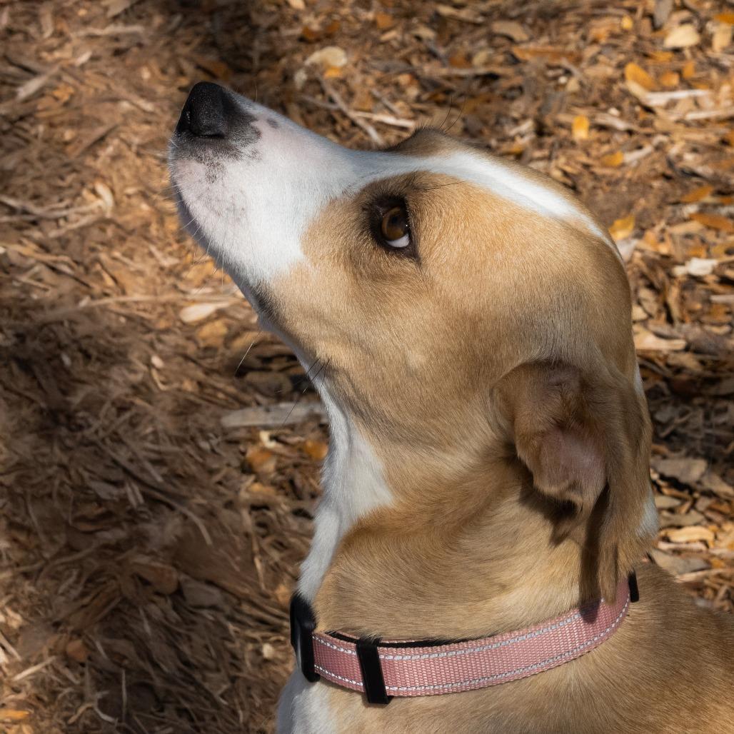 Enlarge Cami, a Adoptable mixed breed in Wimberley, TX image 2/6