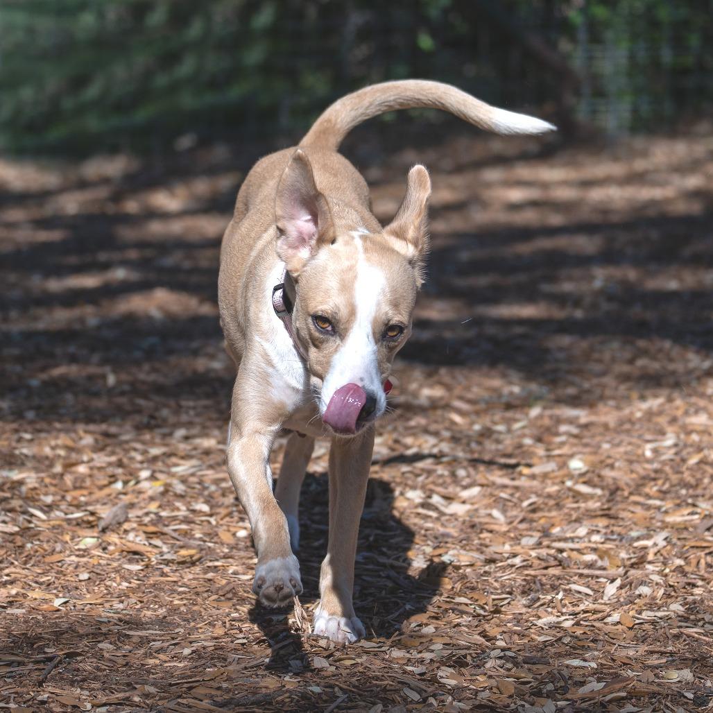 Enlarge Cami, a Adoptable mixed breed in Wimberley, TX image 4/6