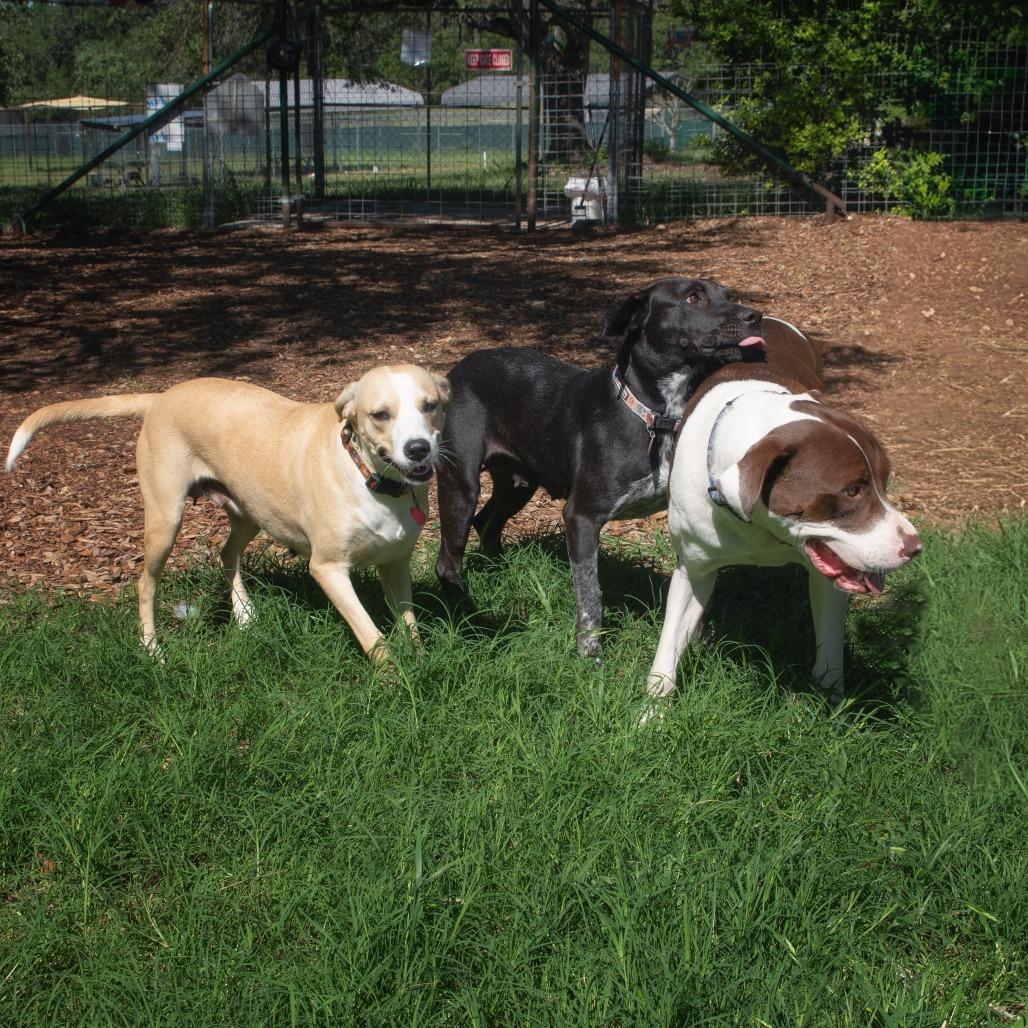 Cami, a Adoptable mixed breed in Wimberley, TX image 4/6