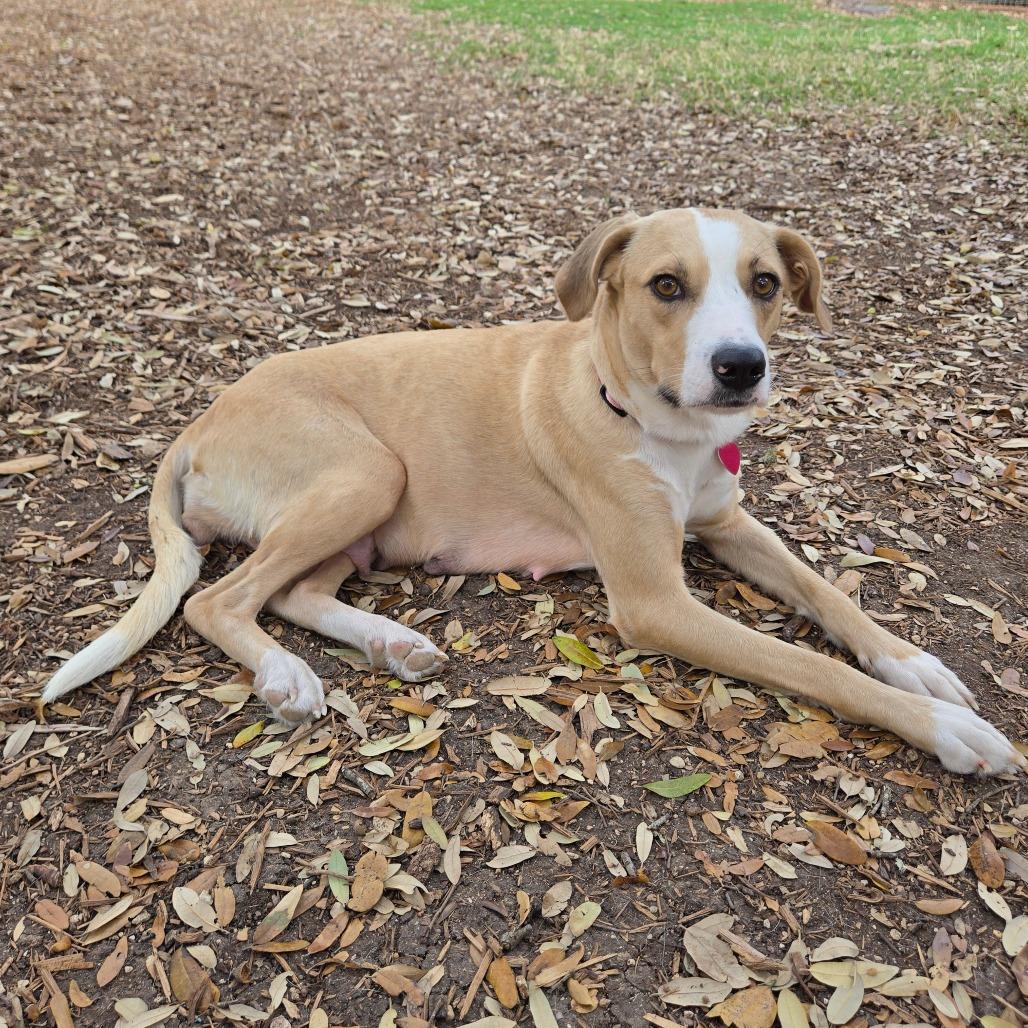 Enlarge Cami, a Adoptable mixed breed in Wimberley, TX image 5/6