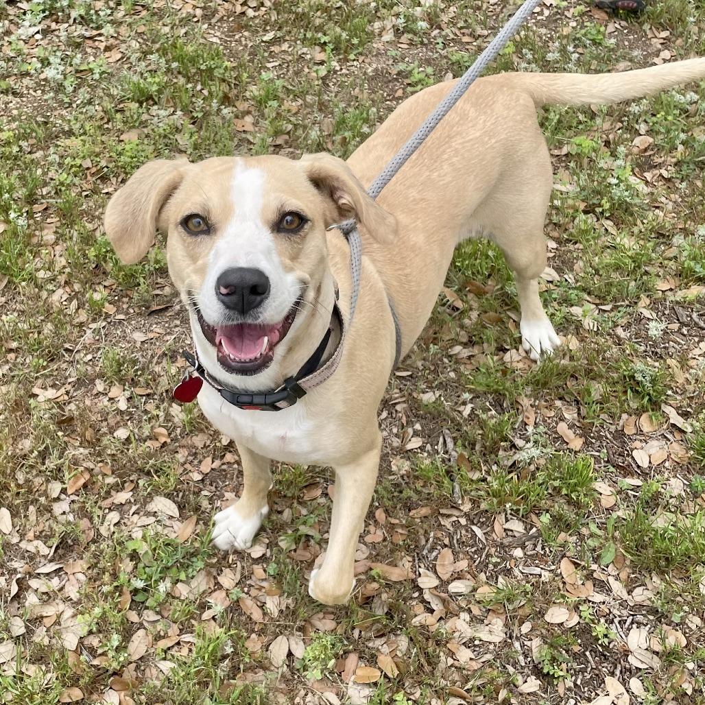 Enlarge Cami, a Adoptable mixed breed in Wimberley, TX image 5/6