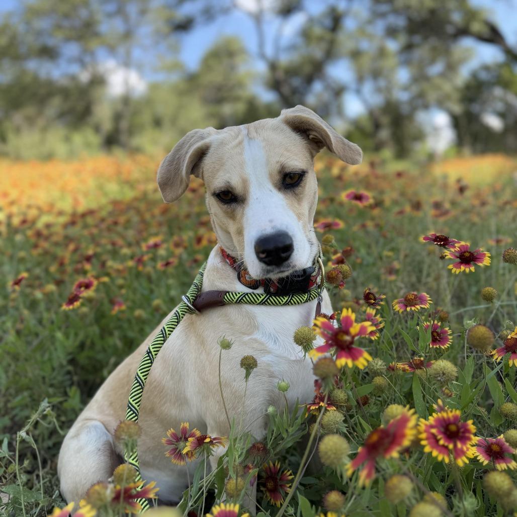 Cami, a Adoptable mixed breed in Wimberley, TX image 5/5