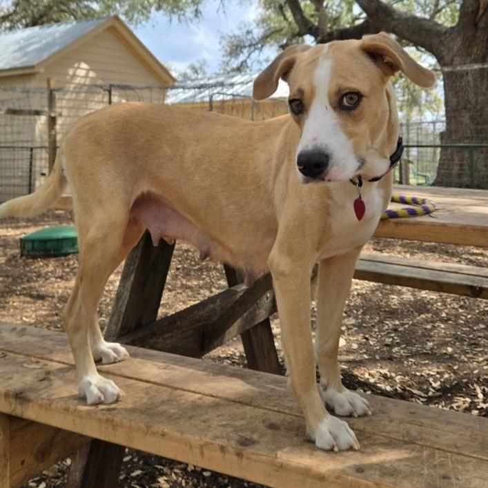 Enlarge Cami, a Adoptable mixed breed in Wimberley, TX image 6/6