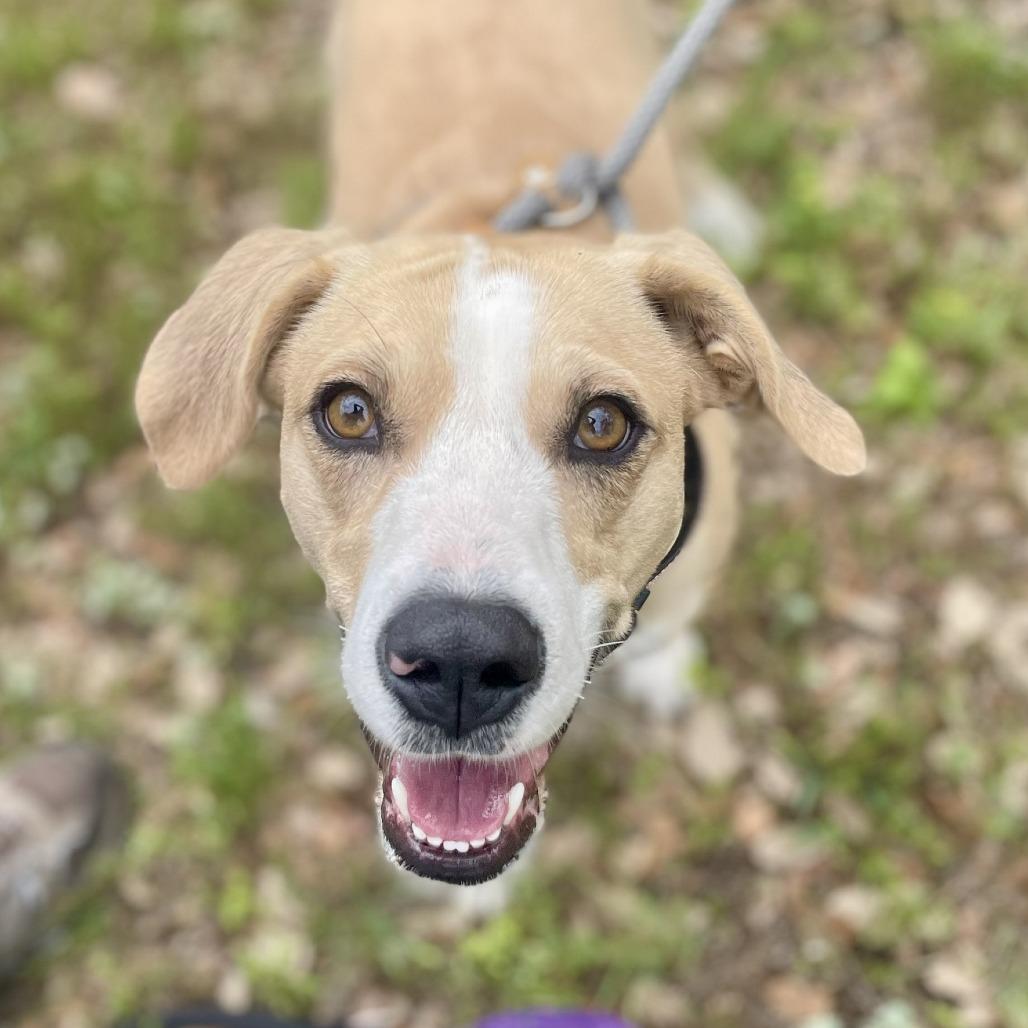 Enlarge Cami, a Adoptable mixed breed in Wimberley, TX image 6/6