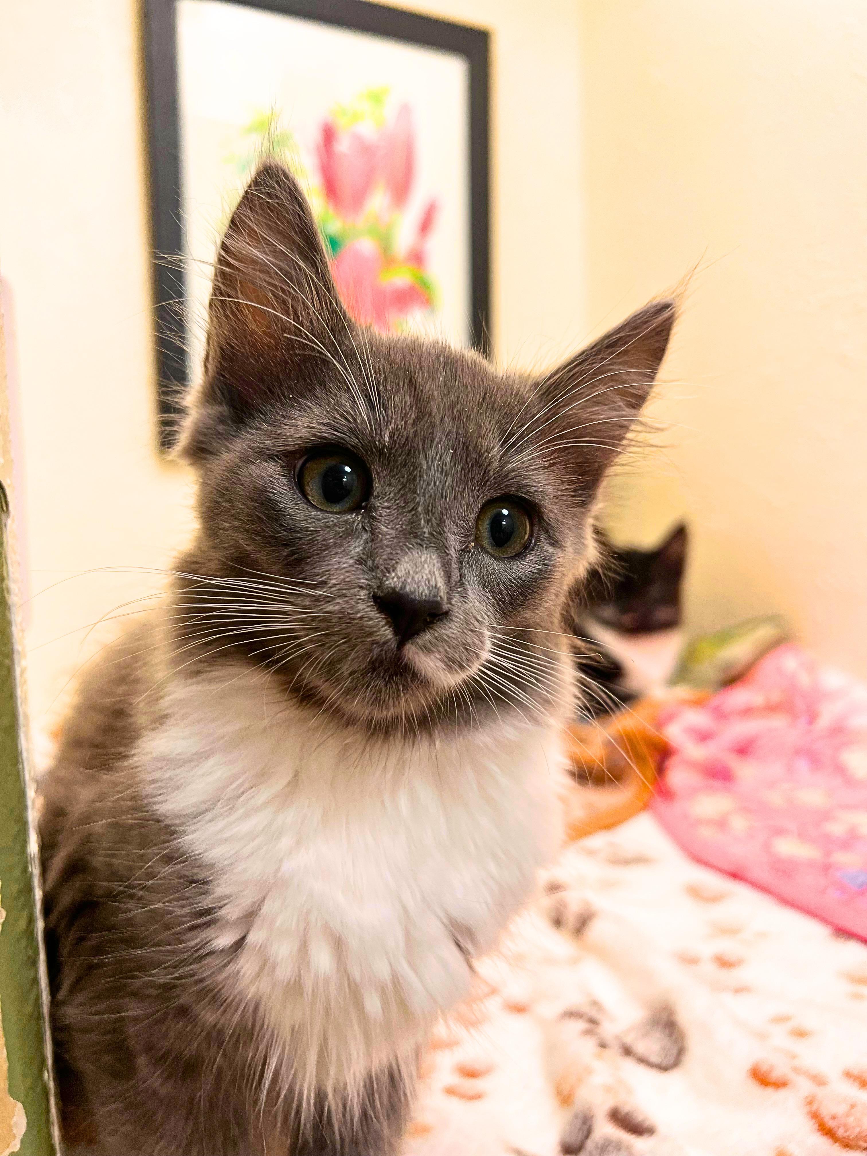 Quinn the playful and tender fuzz ball (siblings with Domino, Riddle & twin Harvey), Adoptable, Kitten Female Domestic Medium Hair.