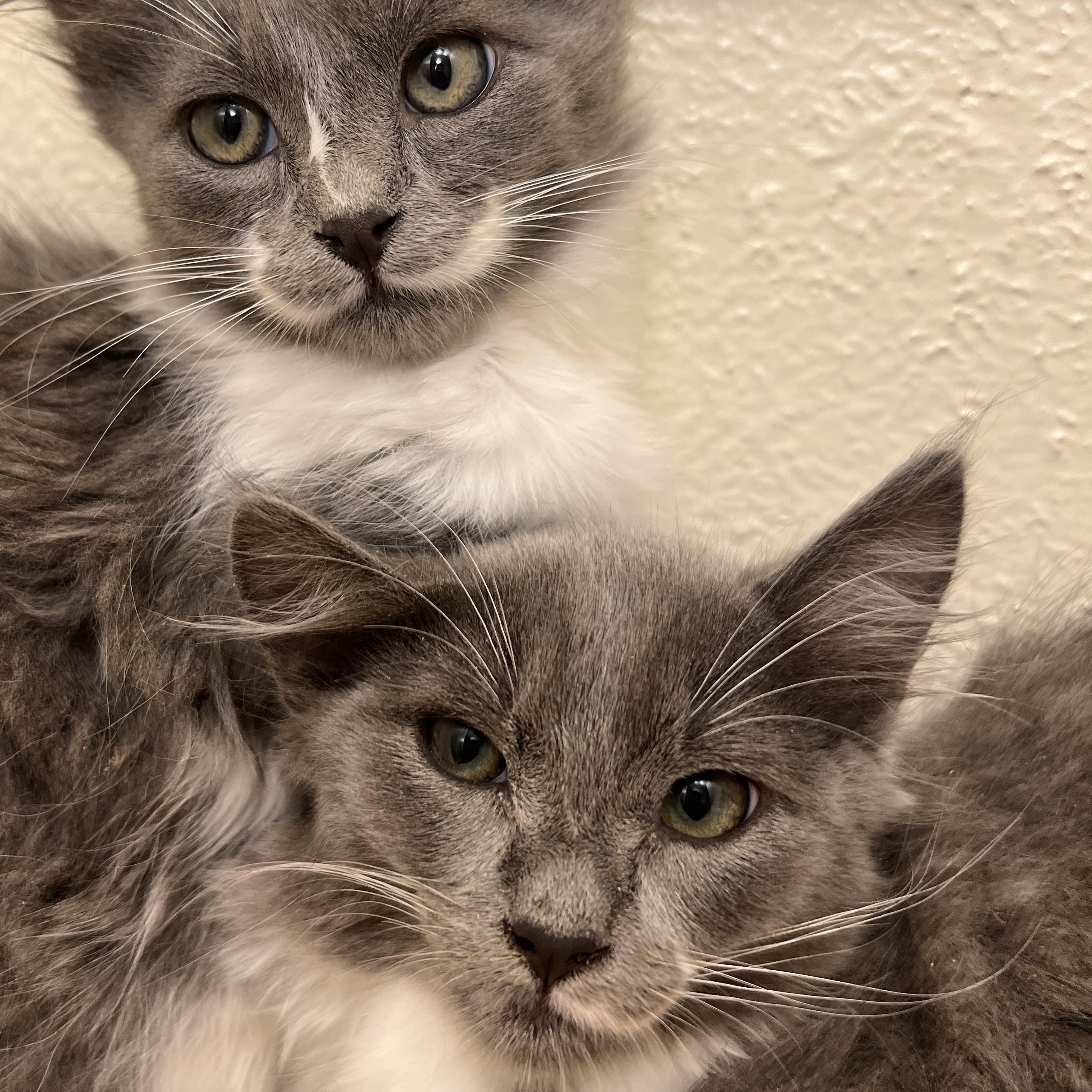 Enlarge Quinn the playful and tender fuzz ball (siblings with Domino, Riddle & twin Harvey), a Adoptable Domestic Medium Hair in The Dalles, OR image 2/2