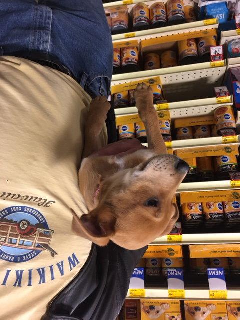 Enlarge Darth, a Adopted Beagle in Norwood, OH image 1/1