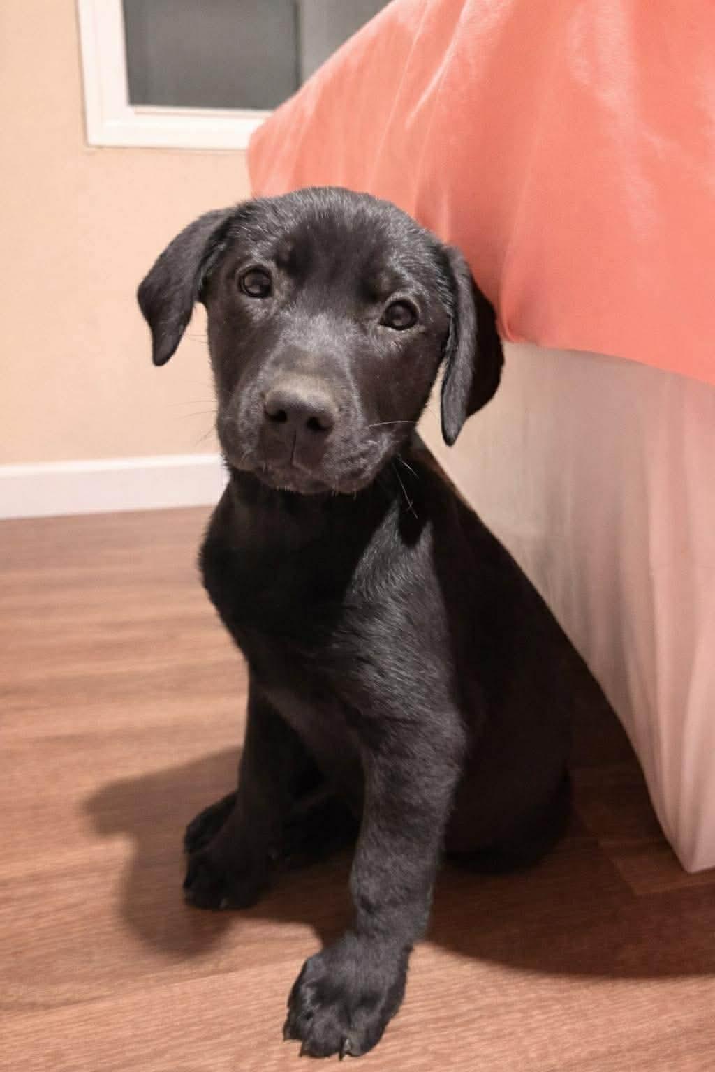 Jet, Adoptable, Puppy Male Labrador Retriever.