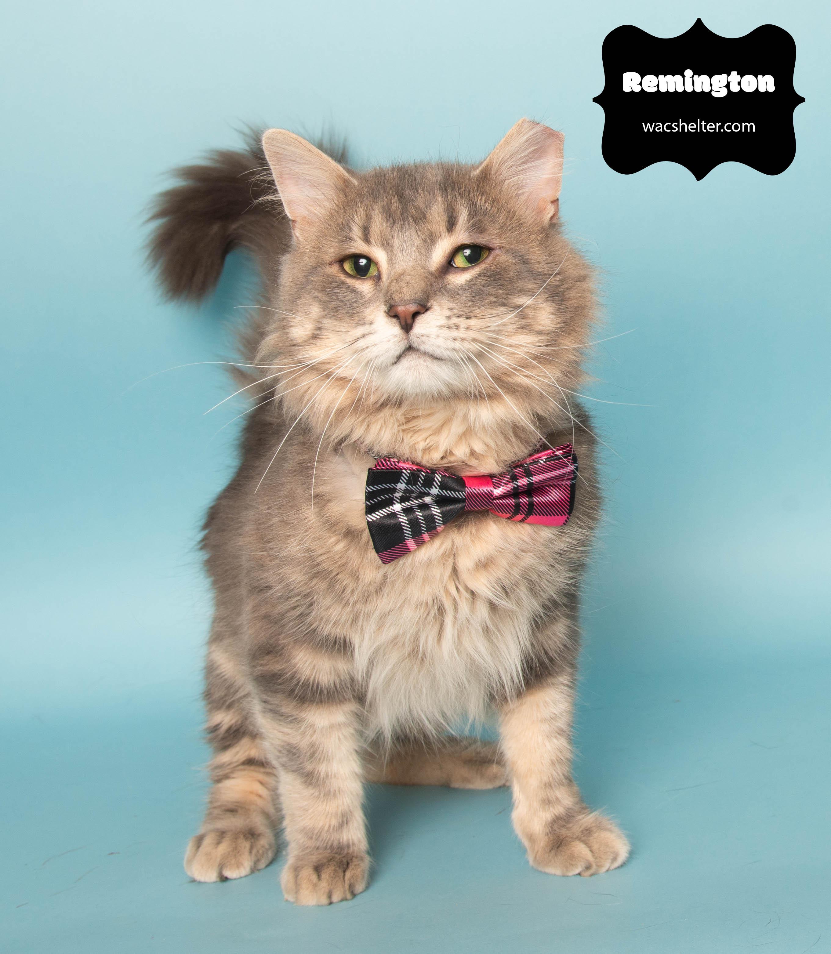 REMINGTON (Photos Coming Soon)