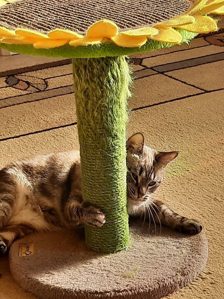 Molly, a Adoptable Siamese in Merced, CA image 2/5