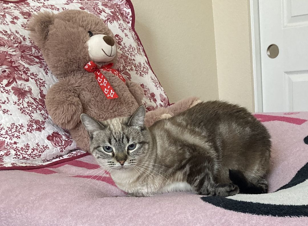 Molly, Adoptable, Young Female Siamese.