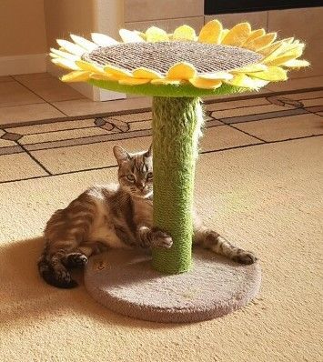 Molly, a Adoptable Siamese in Merced, CA image 4/5