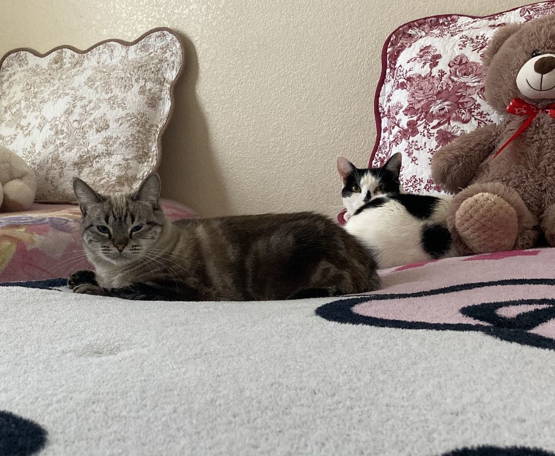 Molly, a Adoptable Siamese in Merced, CA image 5/5