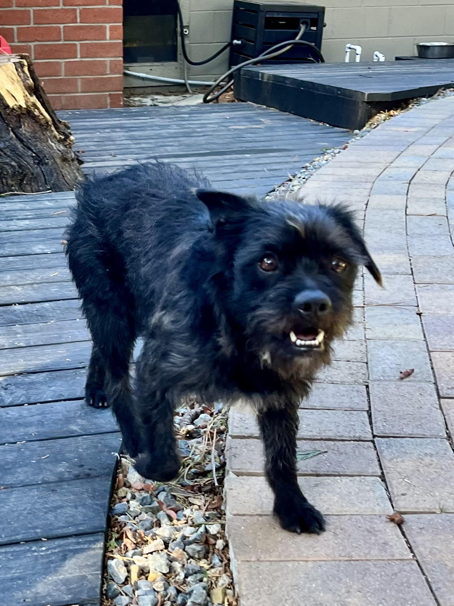 Val, a Adopted mixed breed in Thousand Oaks, CA image 6/6