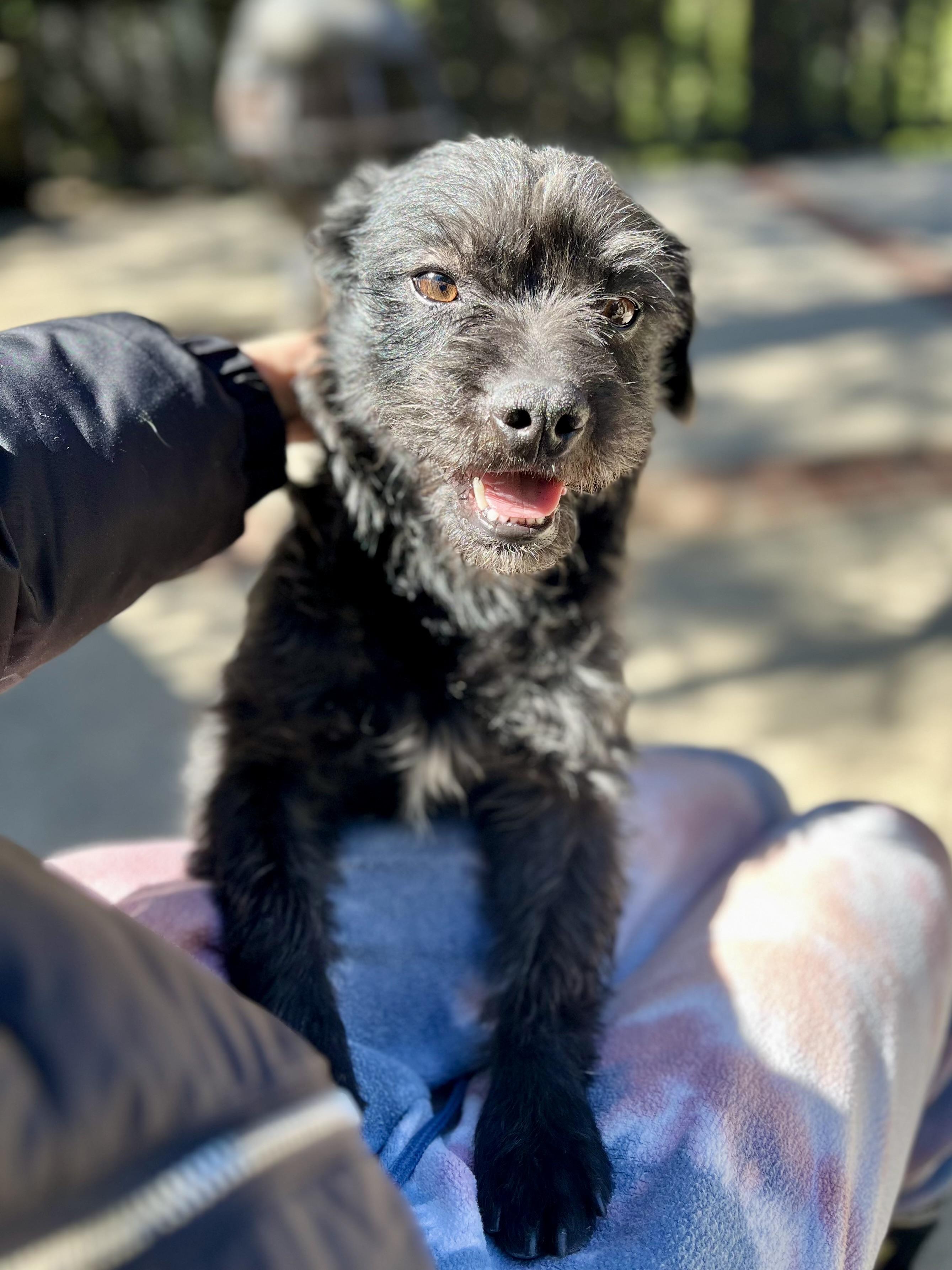 Val, Adopted, Young Female Terrier & Maltese.