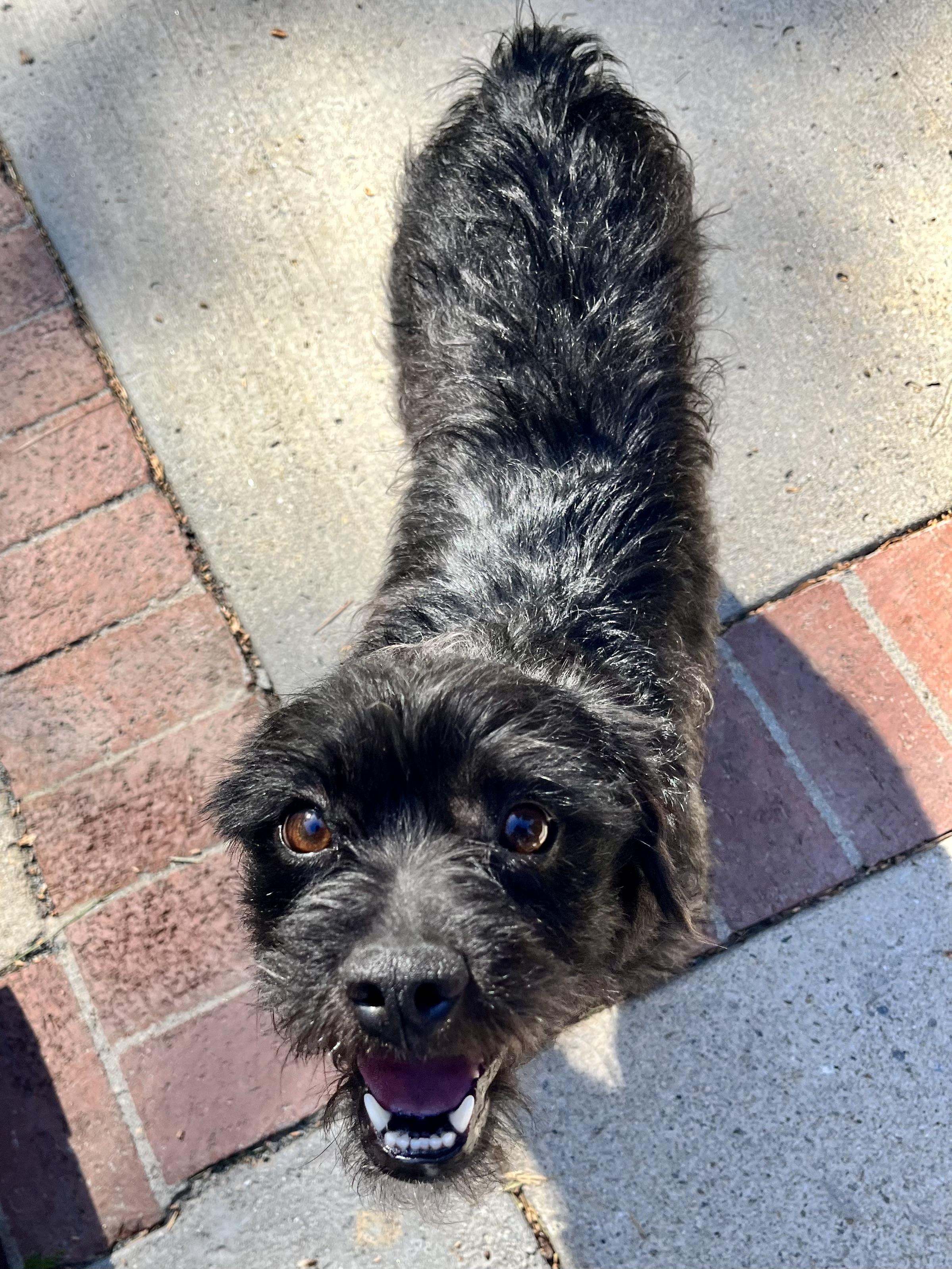 Val, a Adopted mixed breed in Thousand Oaks, CA image 4/6