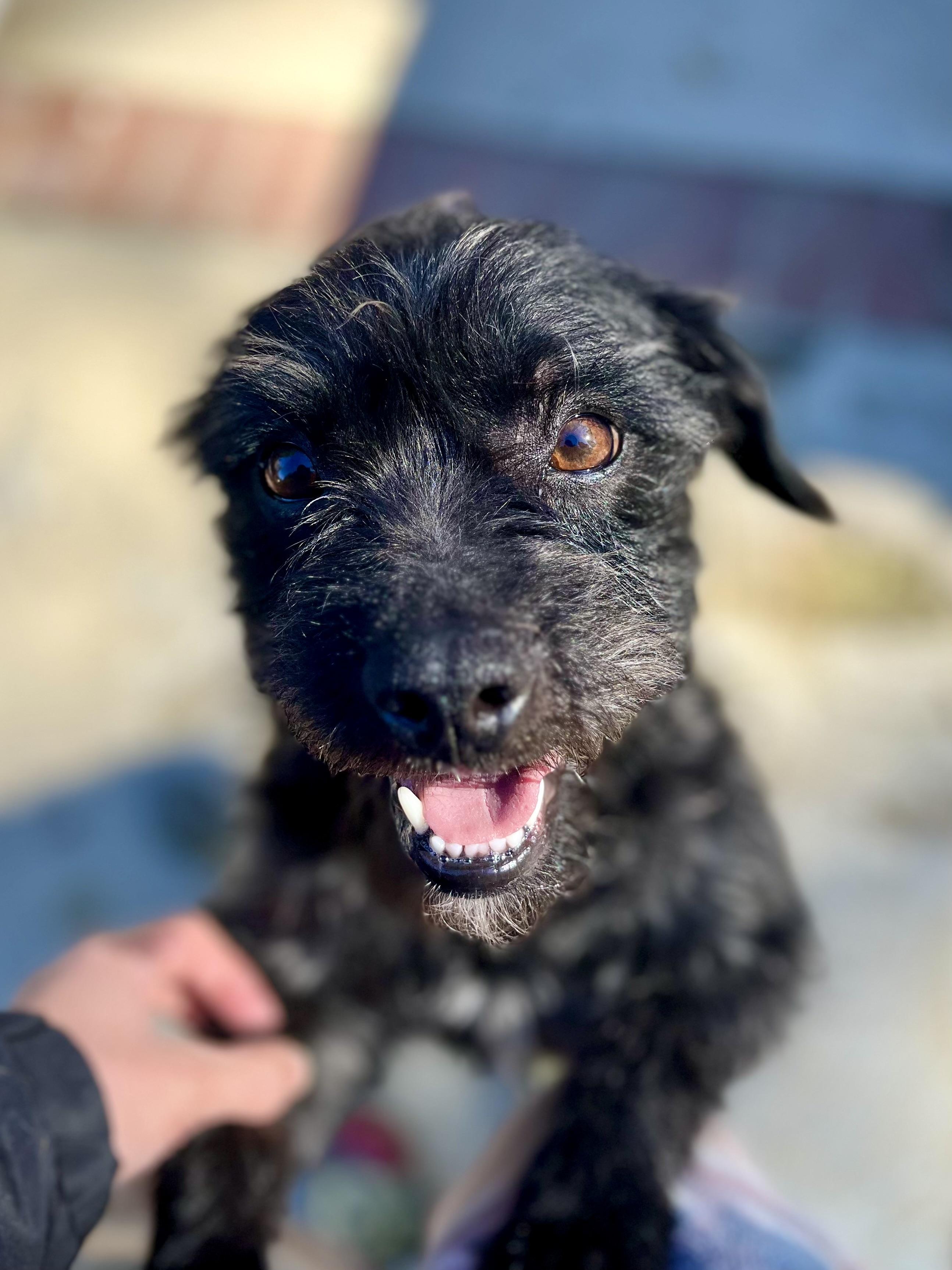 Val, a Adopted mixed breed in Thousand Oaks, CA image 3/6