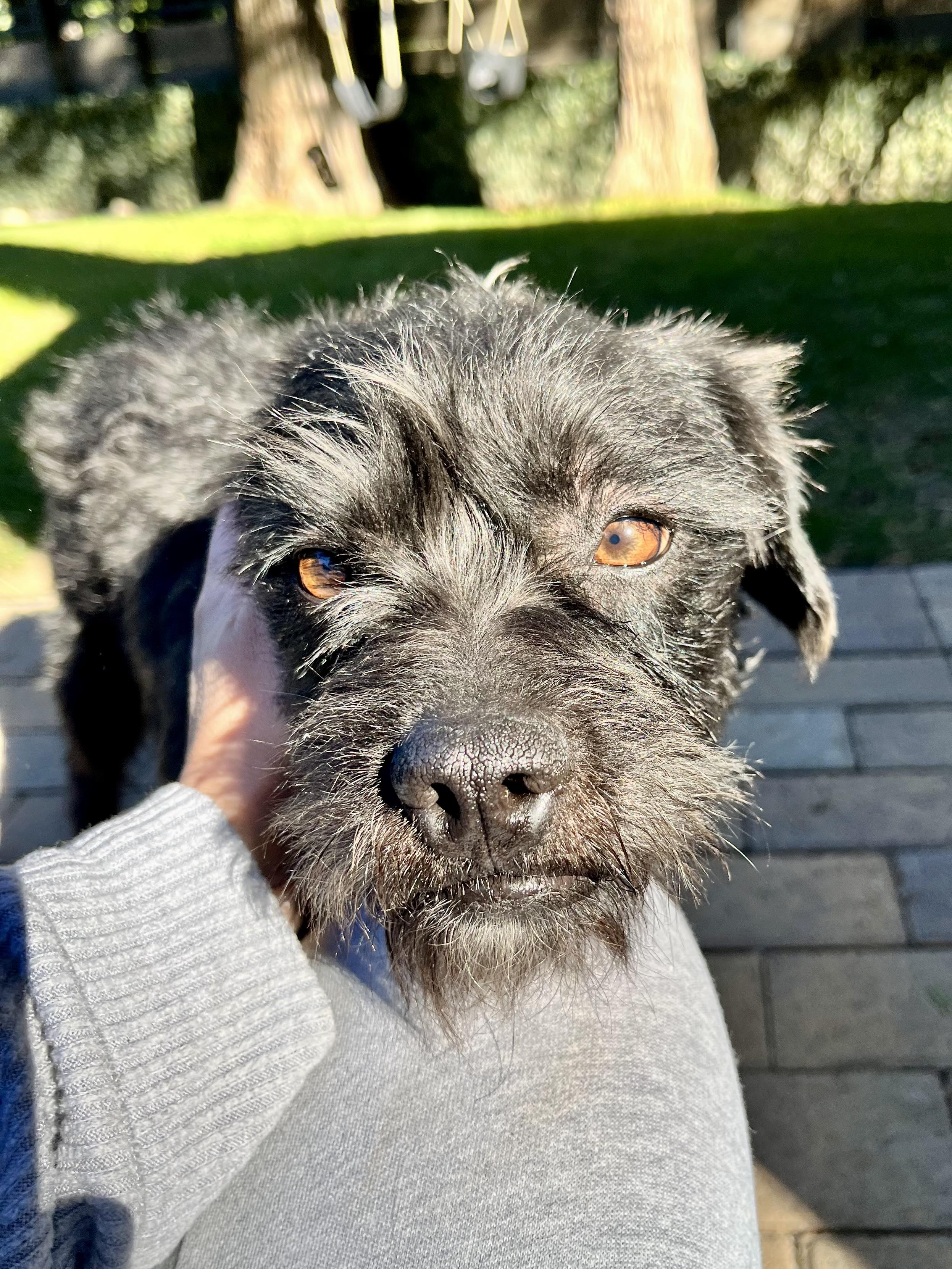 Val, a Adopted mixed breed in Thousand Oaks, CA image 5/6