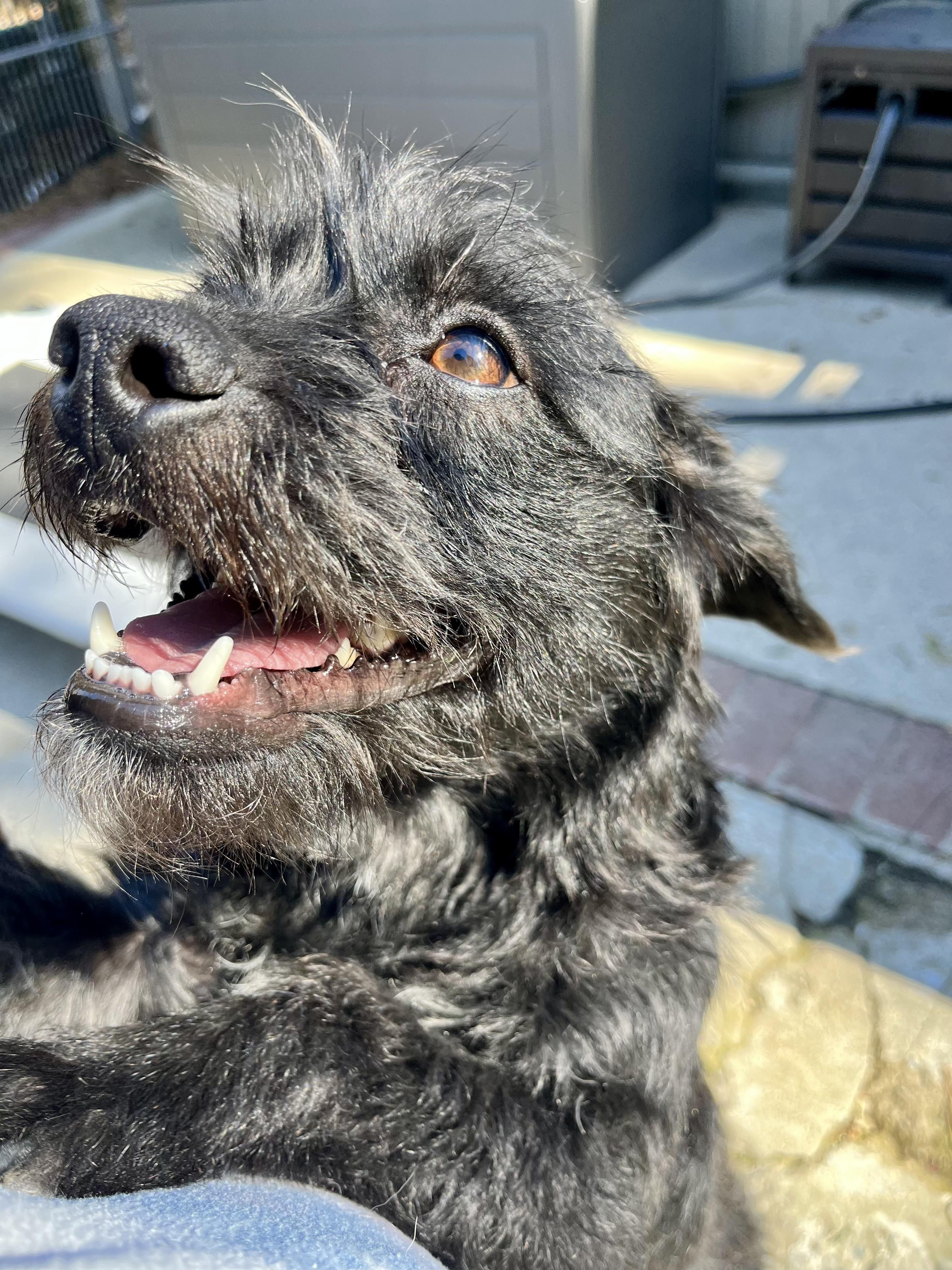 Val, a Adopted mixed breed in Thousand Oaks, CA image 2/6