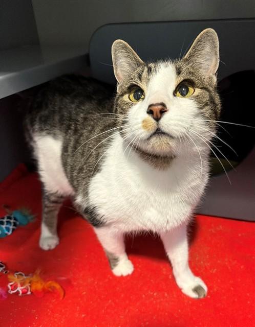 BUDDY, Adoptable, Senior Male Domestic Short Hair.