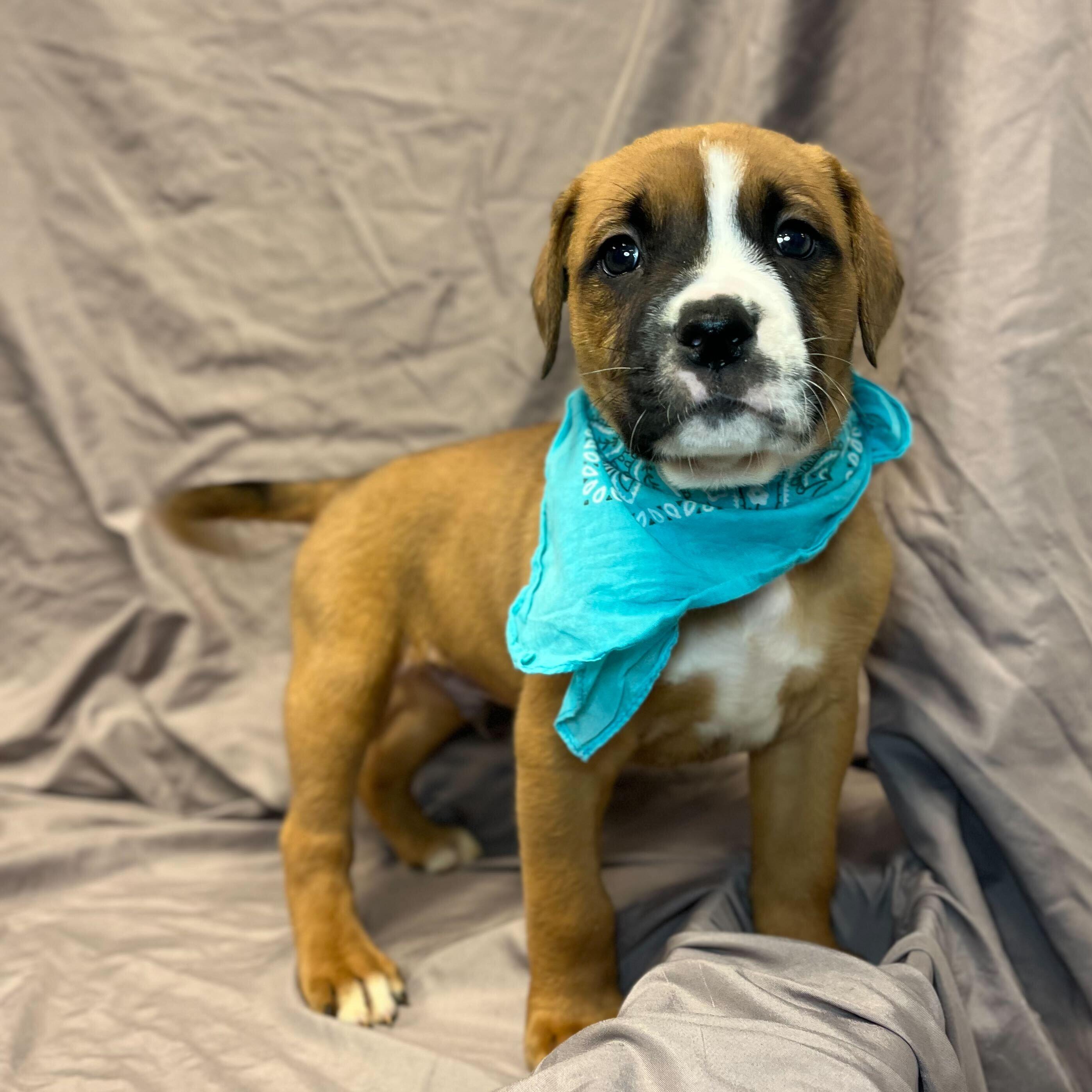 Spade, adoptable, Puppy Male Mixed Breed.