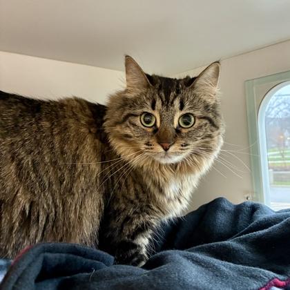 Bandit, Adoptable, Adult Female Domestic Medium Hair & Domestic Short Hair.