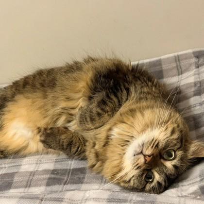 Bandit, Adoptable, Adult Female Domestic Medium Hair & Domestic Short Hair.