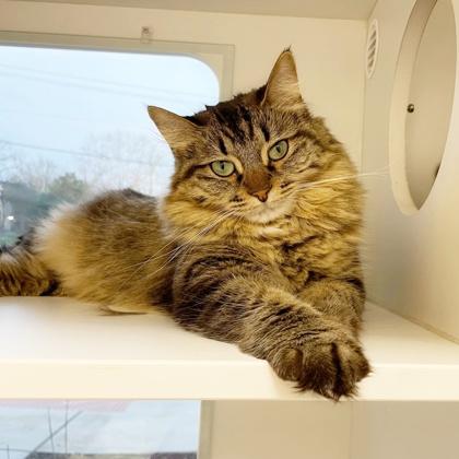 Bandit, Adoptable, Adult Female Domestic Medium Hair & Domestic Short Hair.