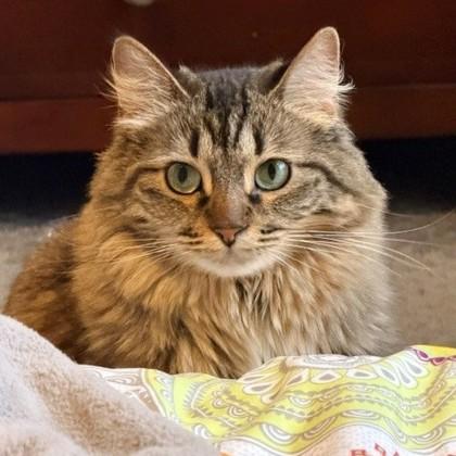 Enlarge Bandit, a Adoptable mixed breed in Wheaton, IL image 2/3