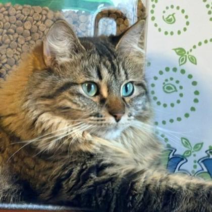 Enlarge Bandit, a Adoptable mixed breed in Wheaton, IL image 3/3