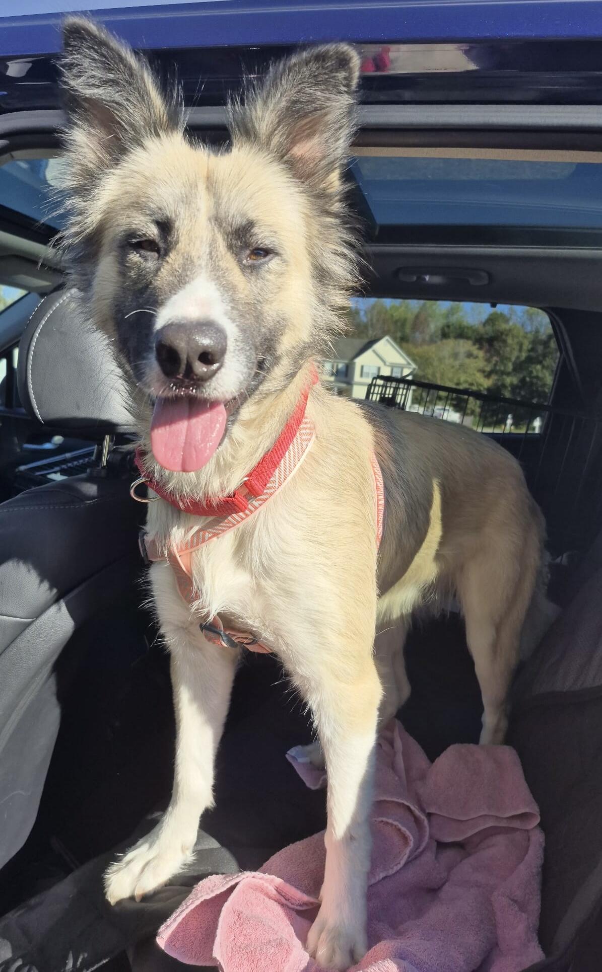 Enlarge Cora, a Adoptable mixed breed in Silver Spring, MD image 5/6