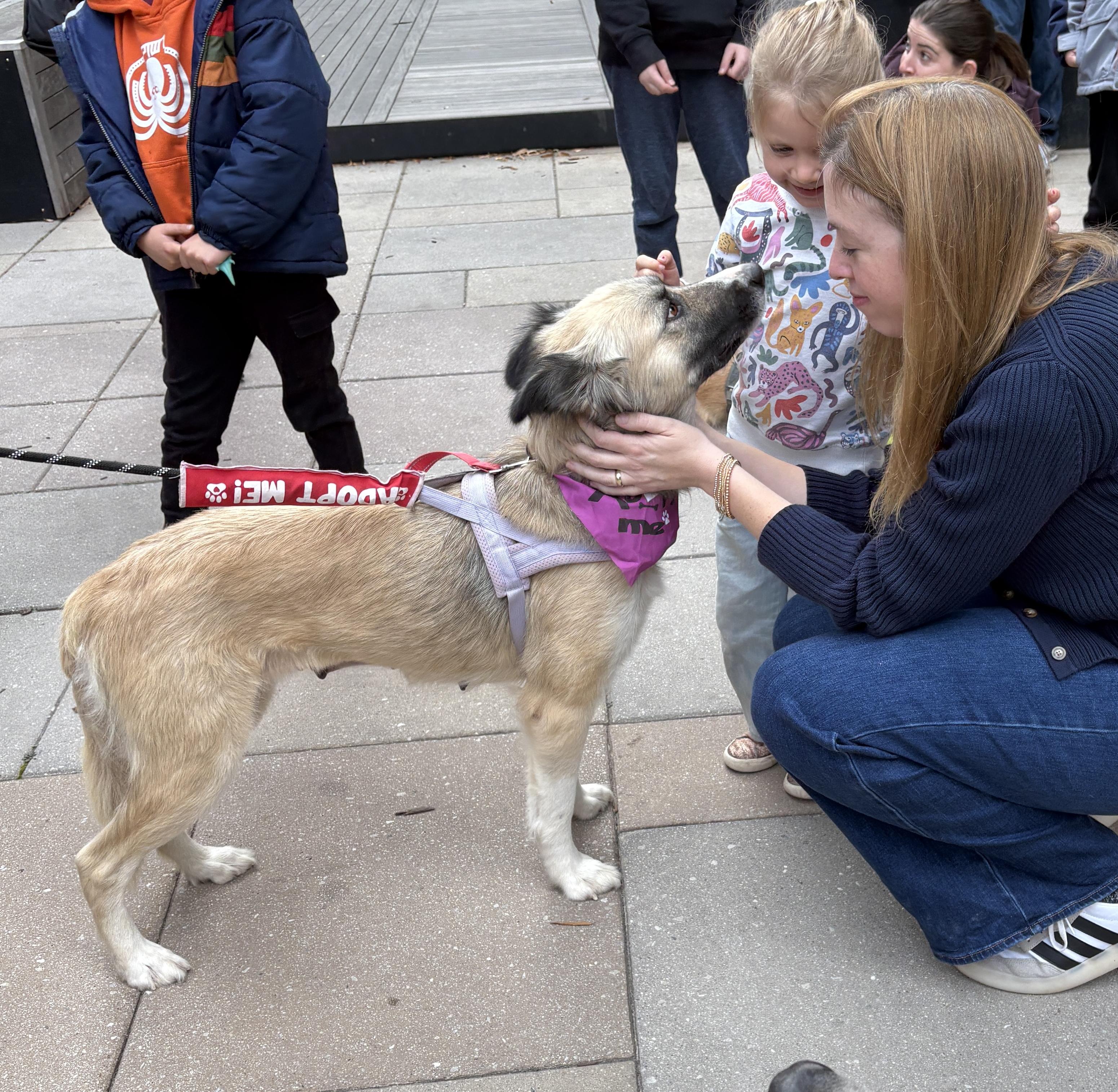 Enlarge Cora, a Adoptable mixed breed in Silver Spring, MD image 2/6