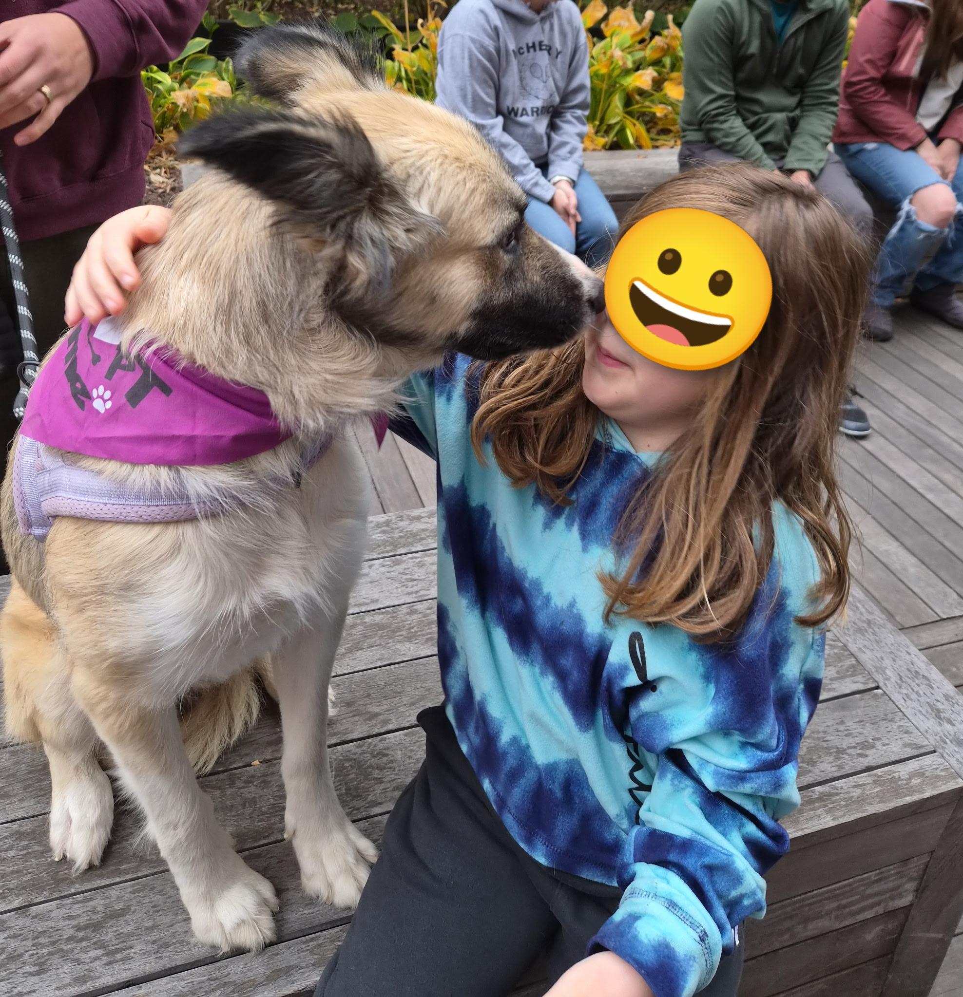 Enlarge Cora, a Adoptable mixed breed in Silver Spring, MD image 4/6