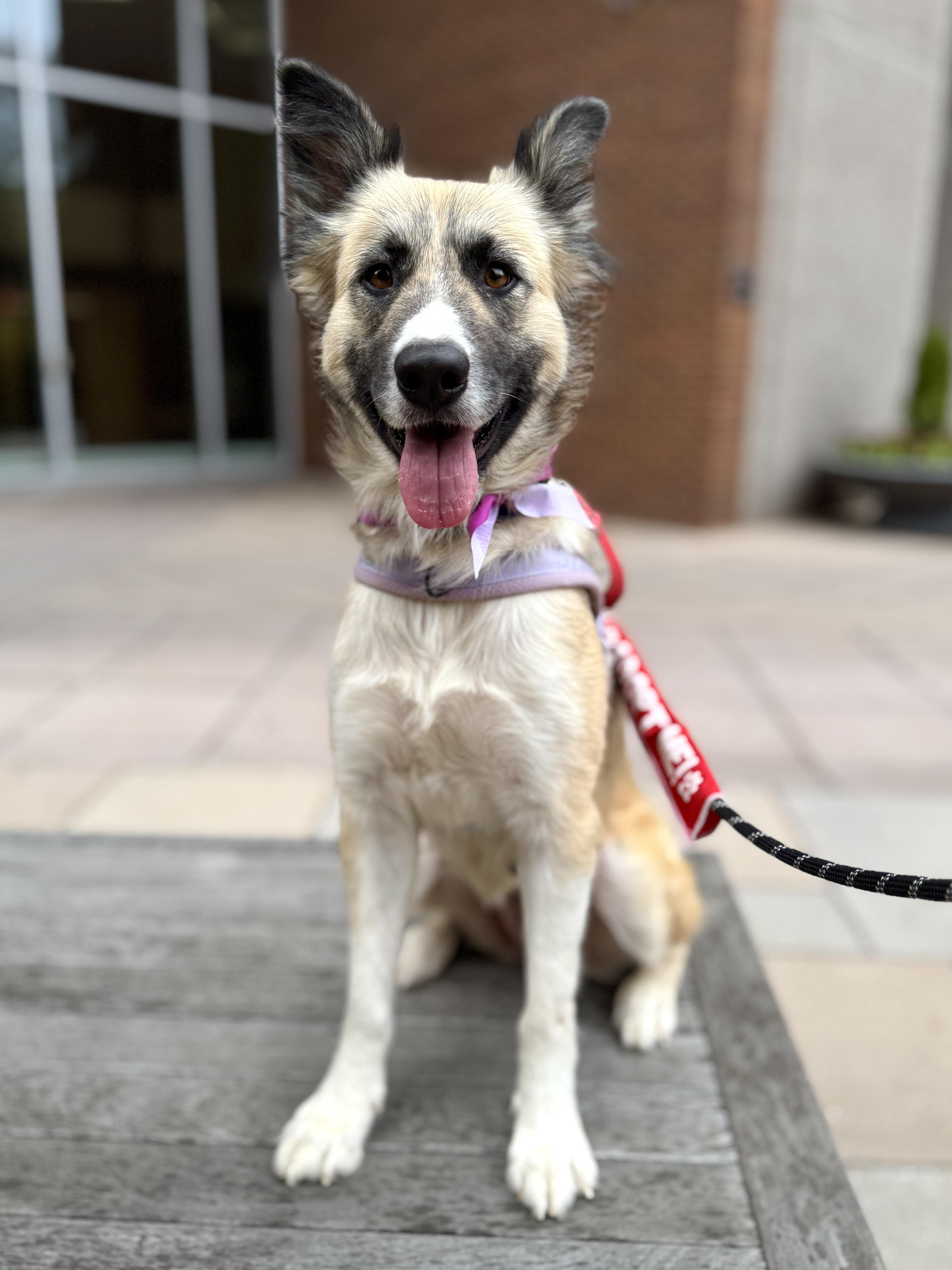 Cora, Adoptable, Young Female Shepherd & Husky.