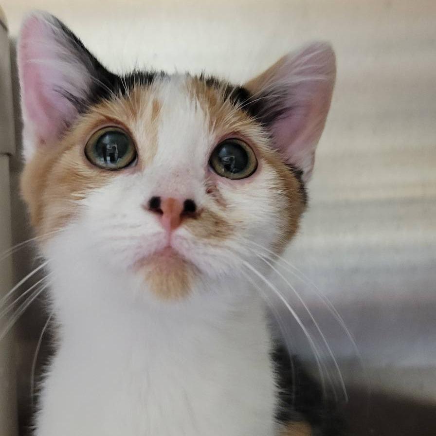 Enlarge Toffee, a Adoptable Domestic Short Hair in Milan, IL image 1/2