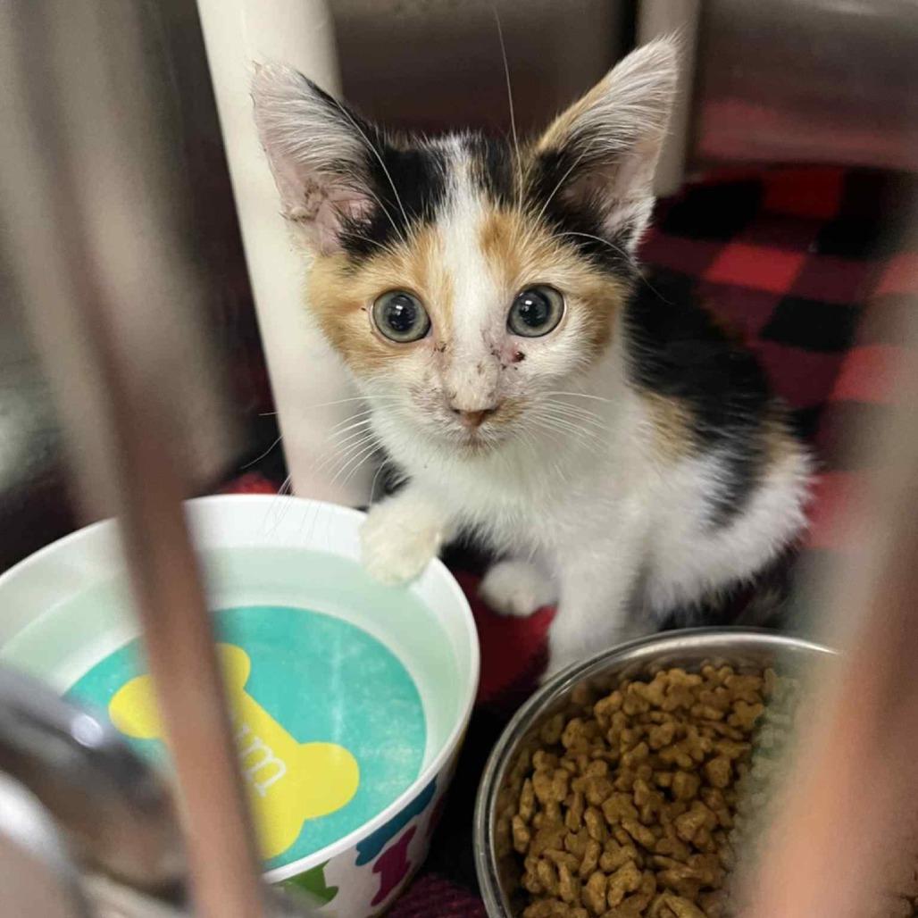 Enlarge Toffee, a Adoptable Domestic Short Hair in Milan, IL image 2/2