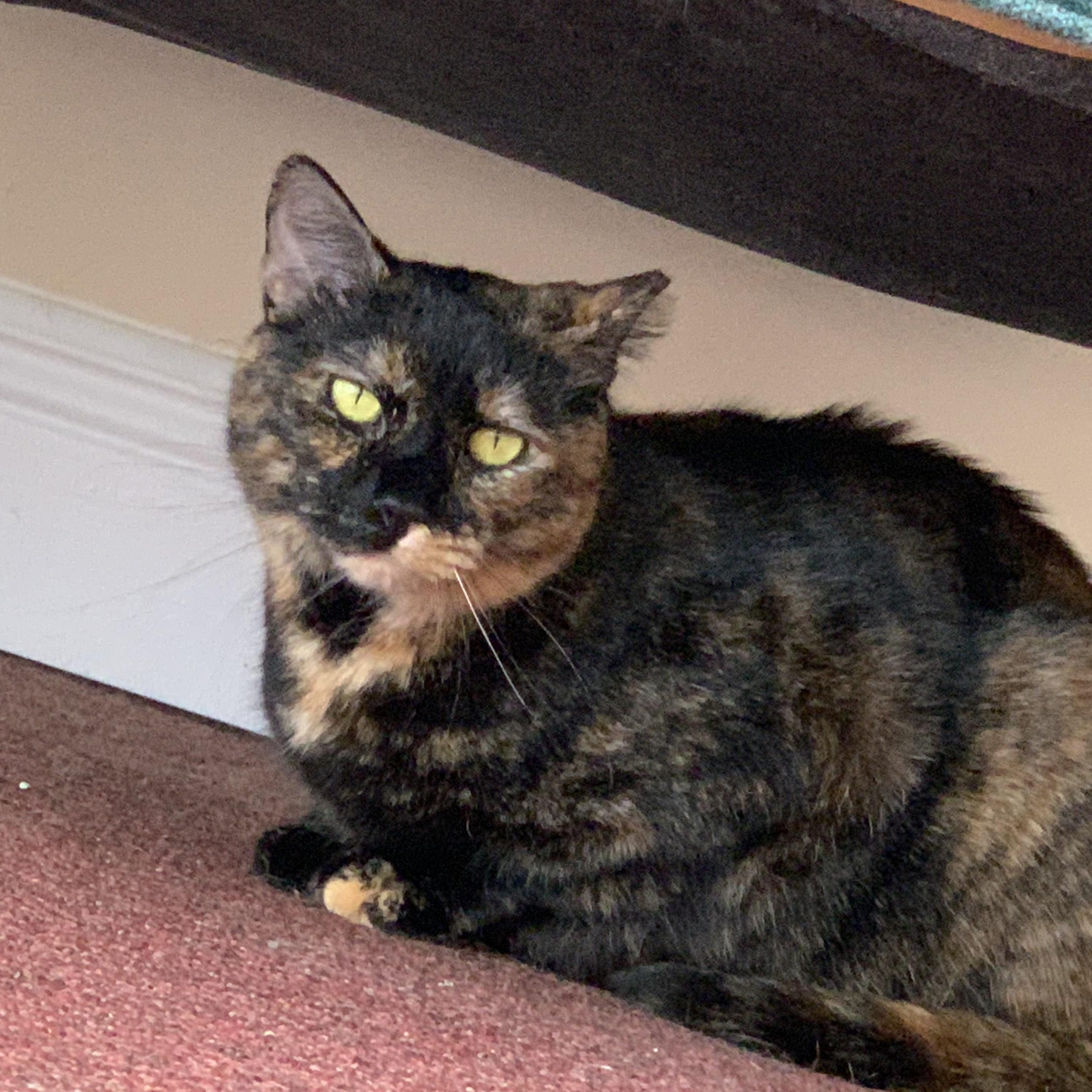 Benita, ADOPTABLE, Young Female Domestic Short Hair.