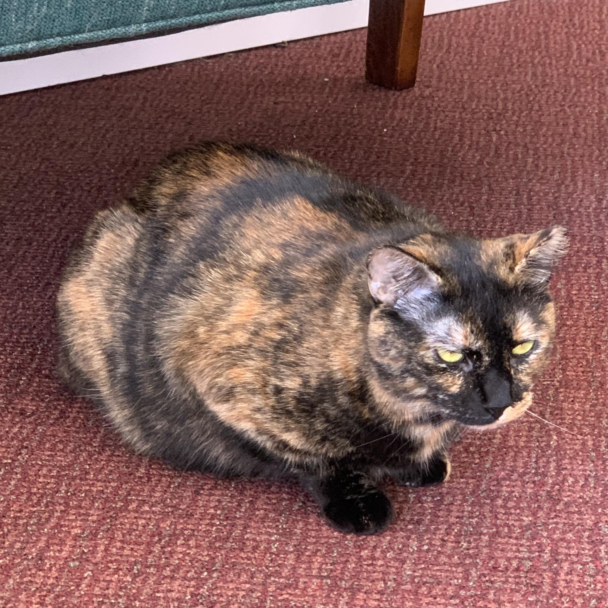 Benita, a ADOPTABLE Domestic Short Hair in Bonita Springs, FL image 3/3