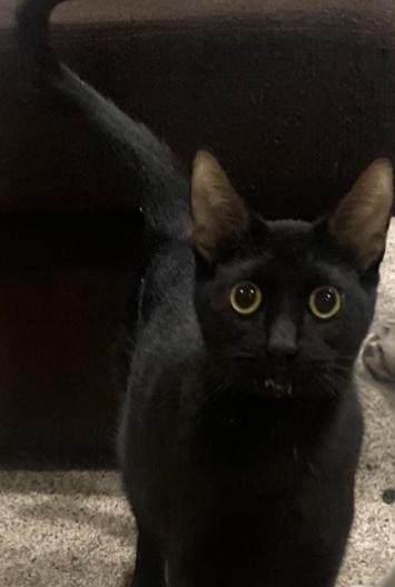 Austina, Adoptable, Adult Female Domestic Short Hair.