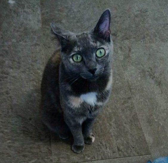 Sophia, Adoptable, Adult Female Tortoiseshell.